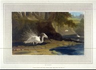 Egret