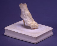 Composition of right foot (one of twenty - 1949.19.1-20)