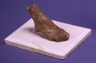 Composition of right foot (one of twenty - 1949.19.1-20)