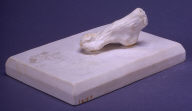 Composition of right foot (one of twenty - 1949.19.1-20)