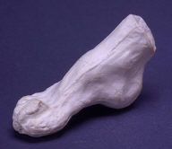 Composition of right foot (one of twenty - 1949.19.1-20)
