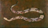 Copperhead Snake on Dead Leaves, (study for book, Concealing-Coloration in the AnimalKingdom)