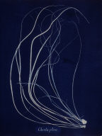Photographs of British Algae, Cyanotype Impressions