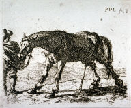 Le cheval qui pisse