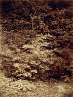 Untitled (Forest Scene)