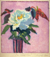 The White Rose