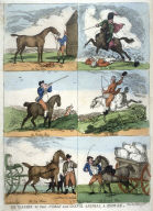 Six Classes of that Noble and Useful Animal