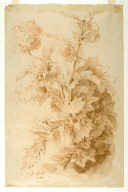 Chinese Poppy Plant