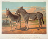 Abyssinian Wild Male Ass & Female Indian Onager