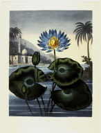 The Blue Egyptian Water Lily, from the book The Temple of Flora or Garden of Nature
