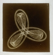 Untitled from Specimens of Fancy Turning Executed on the Hand or Foot Lathe with Geometric, Oval, and Eccentric Chucks, and Elliptical Cutting Frame (Philadelphia: Henry Carey Baird, 1869)