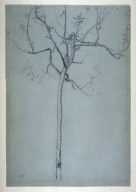 Study of a Tree