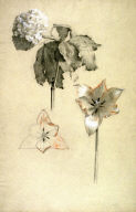 Chrysanthemum and Lilies