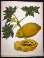 One Botanical Study
