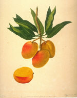 One Botanical Study