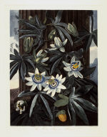 The Blue Passion Flower, from the book The Temple of Flora or Garden of Nature