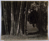 Giant Bamboos in Ceylon