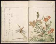 Picture Book of Selected Insects