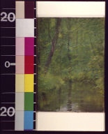 Forest with brook