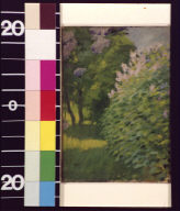 Bushes in shadow with blooms