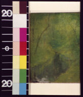 Meandering stream in forest