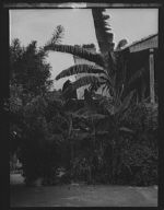 Travel views of Cuba and Guatemala