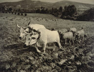 Toilers of the Soil