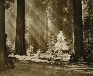 Redwood Solitude