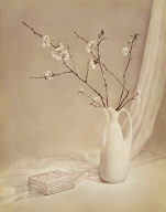 Flowering Quince