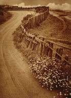 Daisy Trail
