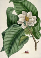White Magnolia