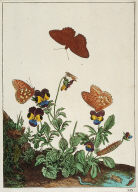Butterflies and Flowers