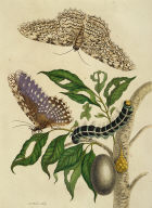 Butterflies, Caterpillar and Foliage, Plate 20 from Metamorphosis Insectorum Surinamensium