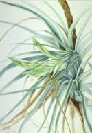 Wild Pineapple (Tillandsia fasciculata)
