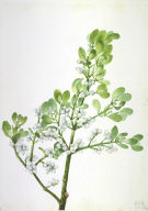 American Mistletoe (Phoradendron flavescens)