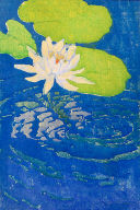 Water Lily