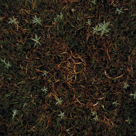 Sage, Scribner's Panic Grass and Other Grasses, Fent's Prairie