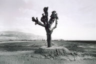 Large Corporate Farm near Bakersfield, California, from the Great Central Valley Project