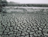 Cracked Mud and Vineyard near Arvin, California,from the Great Central Valley Project
