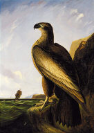 Washington Sea Eagle