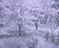 Apple Trees in Blossom