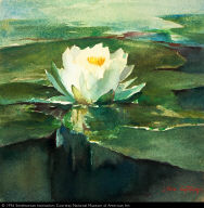 Water Lily in Sunlight