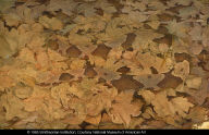 Copperhead Snake on Dead Leaves, (study for book, Concealing-Coloration in the AnimalKingdom)
