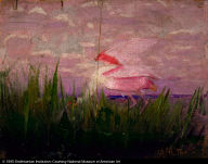 Roseate Spoonbill, study for book Concealing-Coloration in the Animal Kingdom