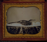 Bird in Basin with Thread Spool and Patterned Cloth