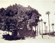 Haute Égypte: Sycamore à Esné