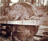 Slab of Redwood for a London Dining Table Designed to Seat Forty Guests--Diamete