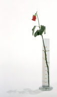 Rose für direkte Demokratie (Rose for Direct Democracy)