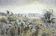 Goldenrod in December