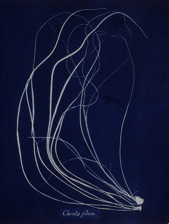 Photographs of British Algae, Cyanotype Impressions